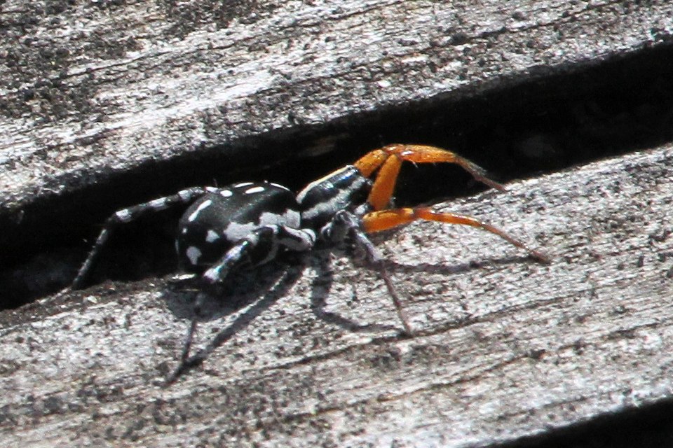 Painted Swift Spider (Supunna picta)